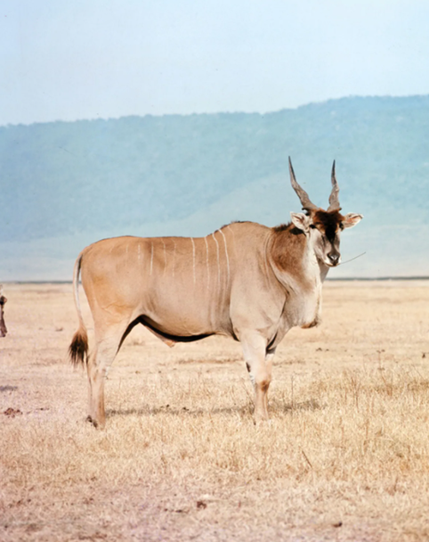 hunting eland in africa