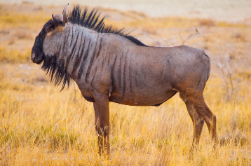 hunting wildebeest