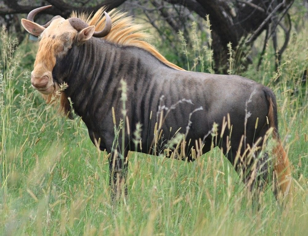 wildebeest hunting