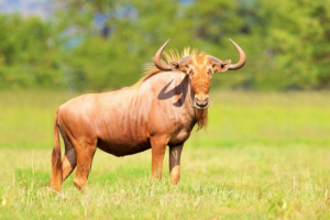 golden wildebeest