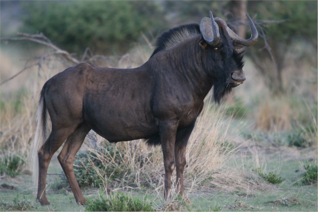 black wildebeest hunting