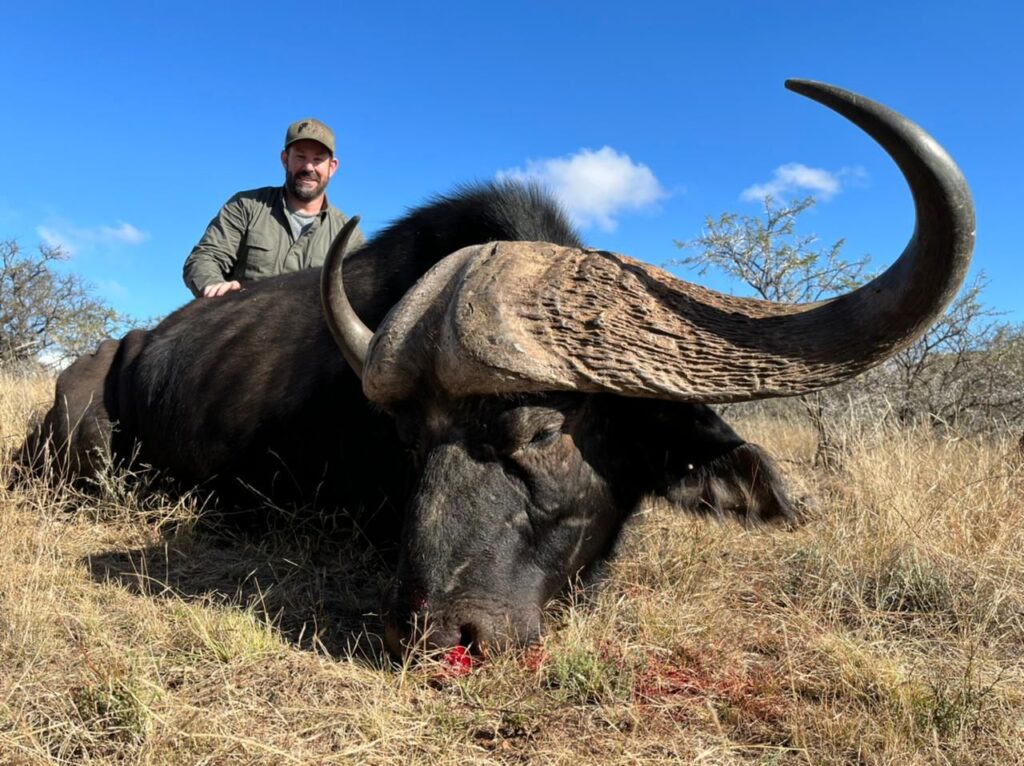 hunt cape buffalo
