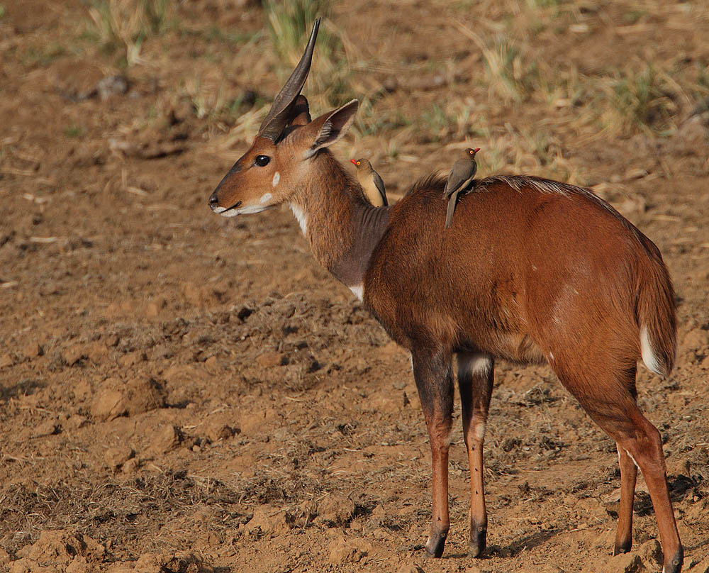 bushbuck