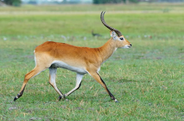 hunting lechwe