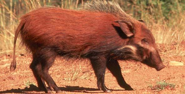 hunting bushpigs