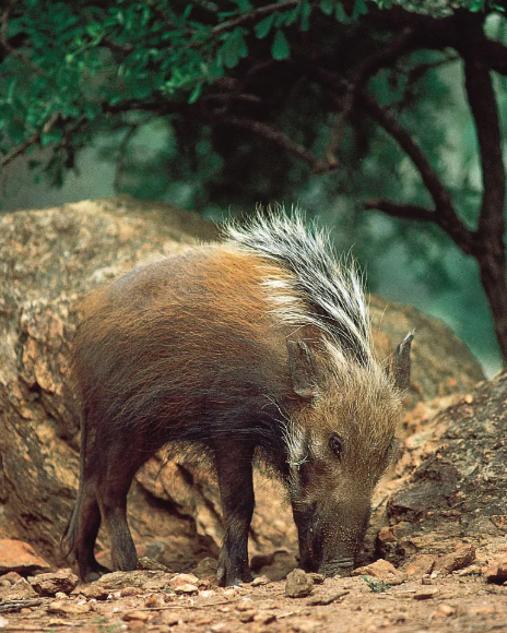 bushpig hunting