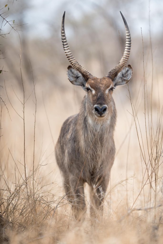 Waterbuck Hunting in South Africa