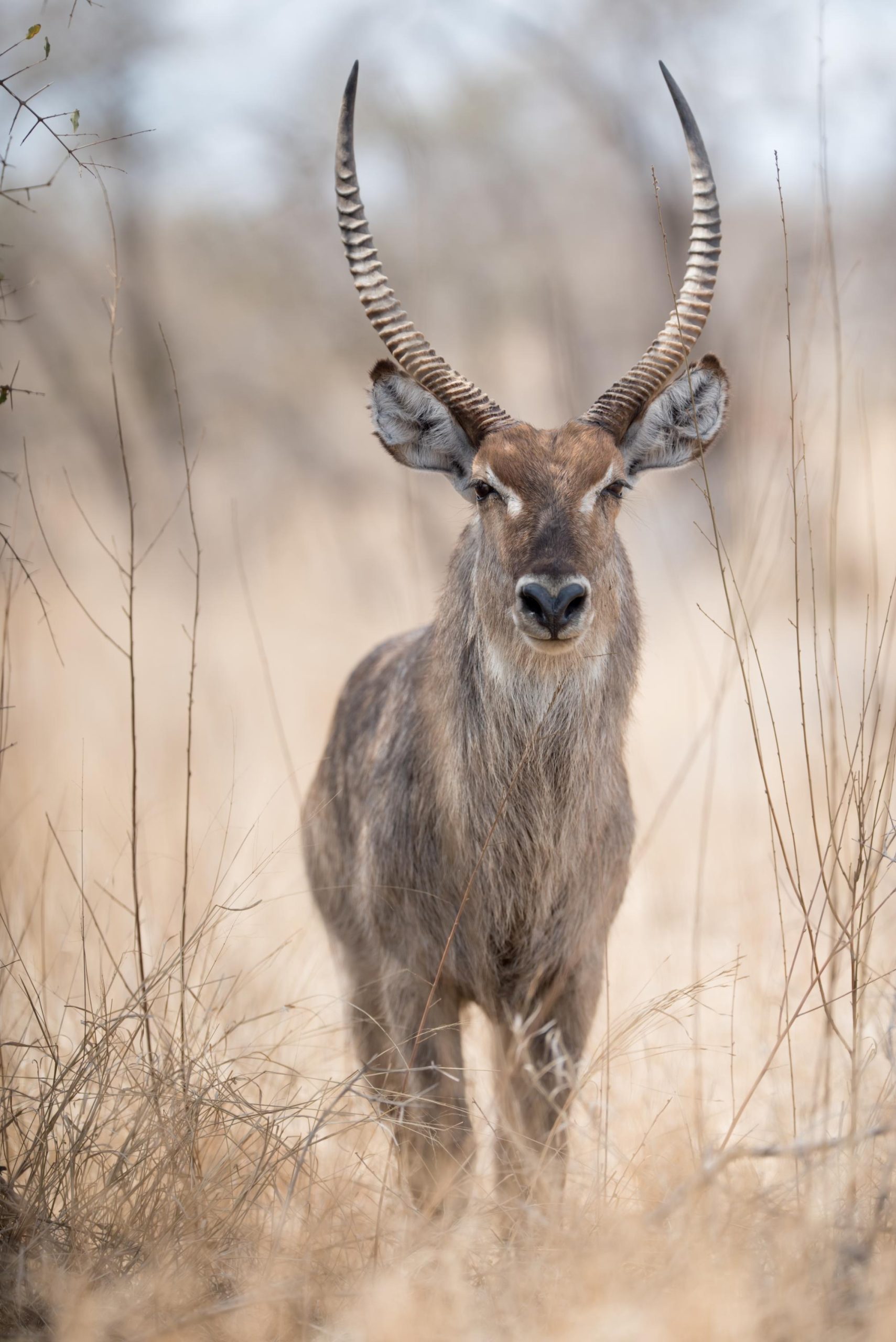 Close-up of a waterbuck showing its shaggy coat, facial markings and horn shape