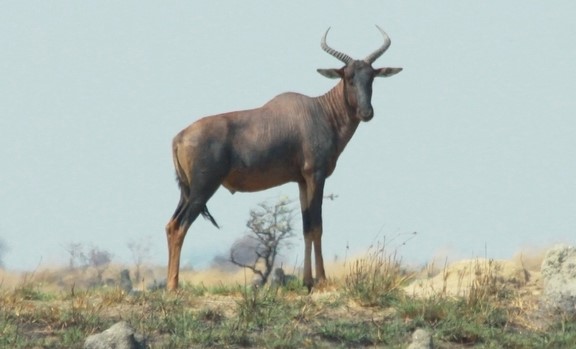 hunting tsessebe, tsessebe safari