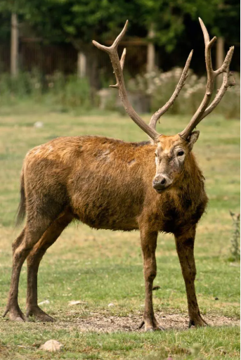 Père David’s Deer Hunting in South Africa