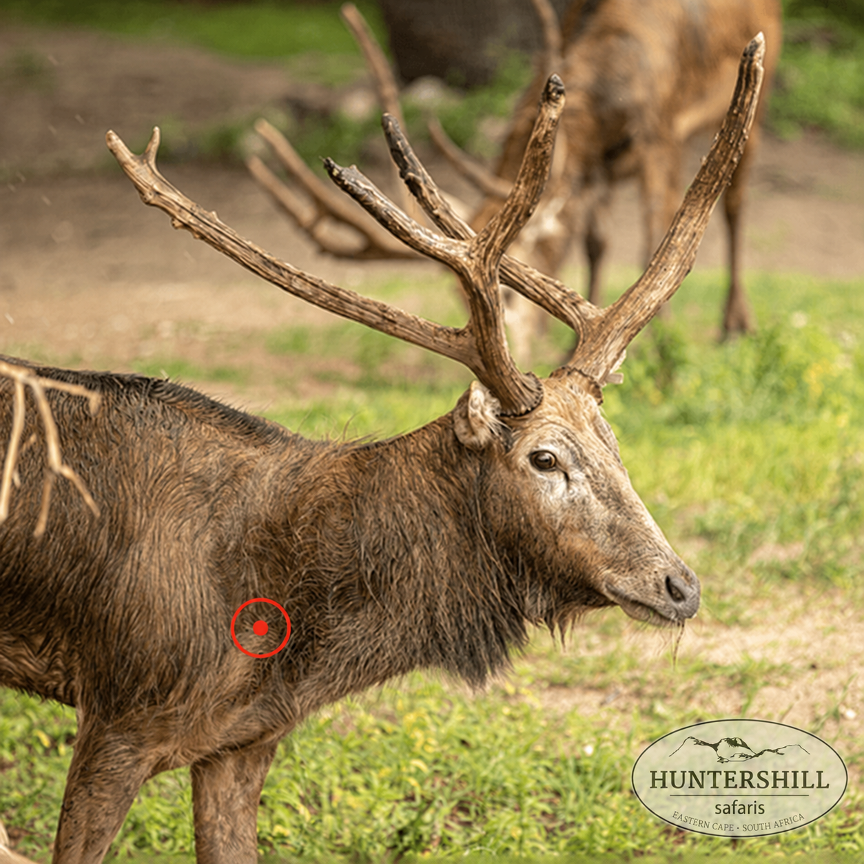 Père David’s deer shot placement