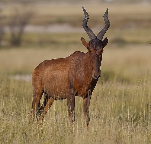 Red hartebeest standing in grass, showing its angular horns and dark facial markings
