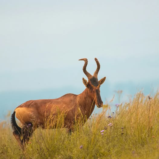 Red hartebeest standing in tall grass on an open slope